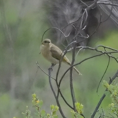 Ptilotula penicillata