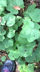 Menispermum canadense