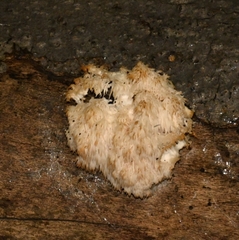 Hericium americanum