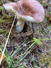 Russula emetica