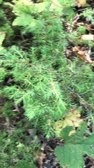 Juniperus communis