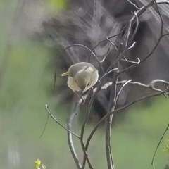 Ptilotula penicillata