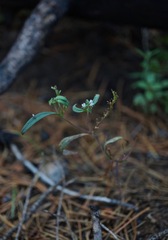 Phacelia racemosa