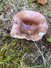 Russula emetica
