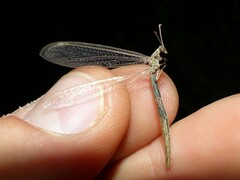 Neuroleon arenarius