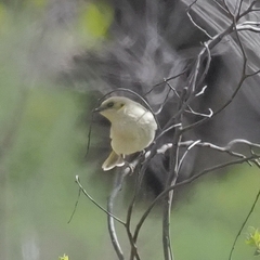 Ptilotula penicillata