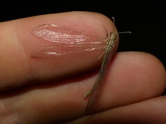 Neuroleon arenarius
