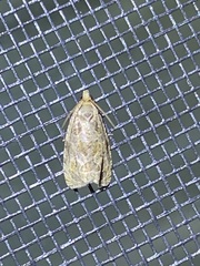 Olethreutes permundana