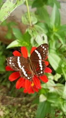 Anartia fatima