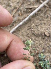 Euphorbia albomarginata