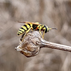 Philanthus ventilabris
