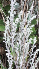 Artemisia frigida