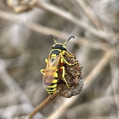 Philanthus ventilabris