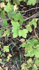 Ribes cynosbati