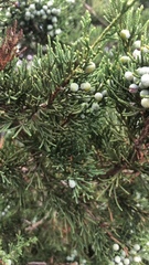 Juniperus chinensis