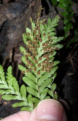 Notogrammitis heterophylla