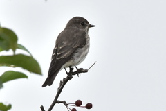 Muscicapa griseisticta