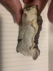 Skeletocutis nemoralis