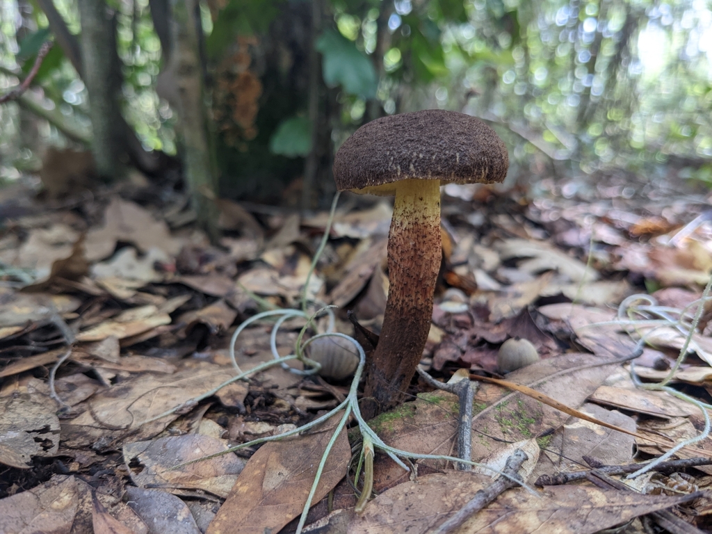 Boletellus sp. 'FL01'
