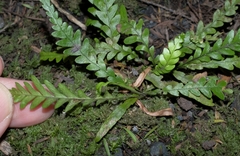 Notogrammitis heterophylla