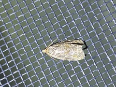 Olethreutes permundana