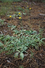 Hieracium nudicaule