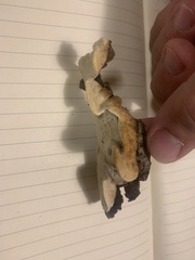 Skeletocutis nemoralis