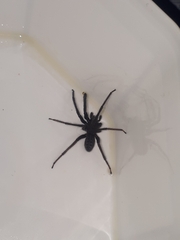 Segestria florentina