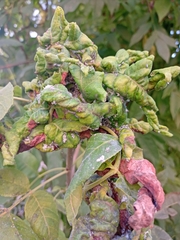 Myzus cerasi