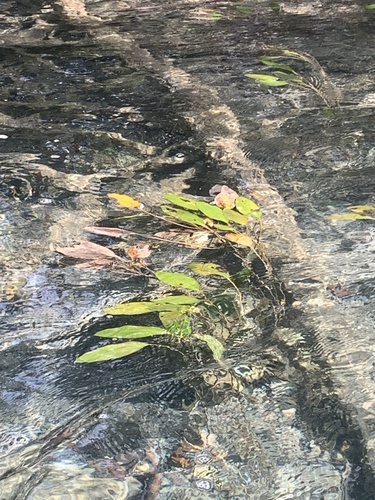 červenavec uzlatý (Potamogeton nodosus)