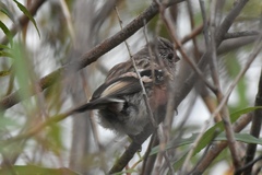 Carpodacus sibiricus