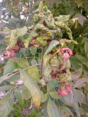 Myzus cerasi