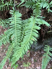 Polypodium vulgare