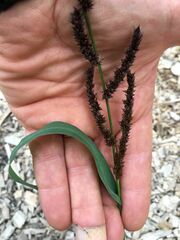 Echinochloa crus-galli