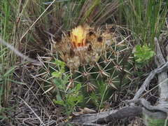 Parodia mammulosa