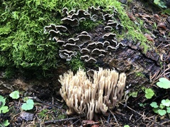 Ramaria stricta