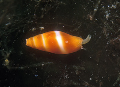 Carinomitra typha