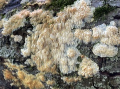 Radulomyces