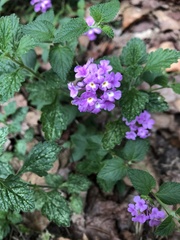 Lantana montevidensis