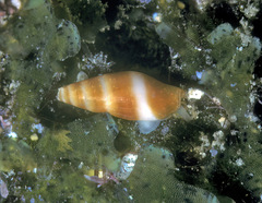 Carinomitra typha