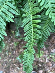 Polypodium vulgare