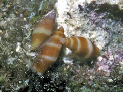 Carinomitra typha