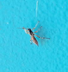 Itoplectis conquisitor