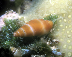 Carinomitra typha
