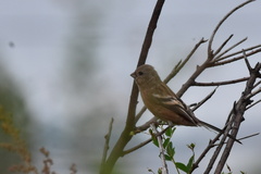 Carpodacus sibiricus