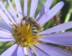 Halictus confusus