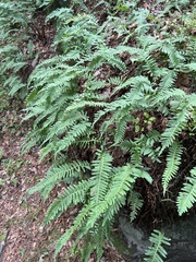 Polypodium vulgare
