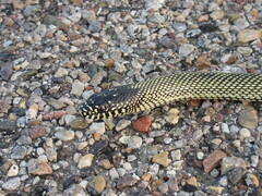 Lampropeltis splendida