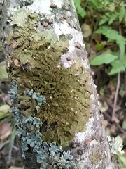 Melanelixia subaurifera