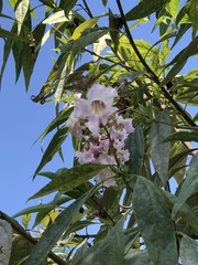 × chitalpa tashkentensis